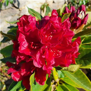 Rhododendron 'Black Magic'